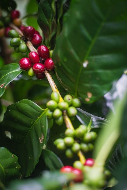 coffee cherries on tree