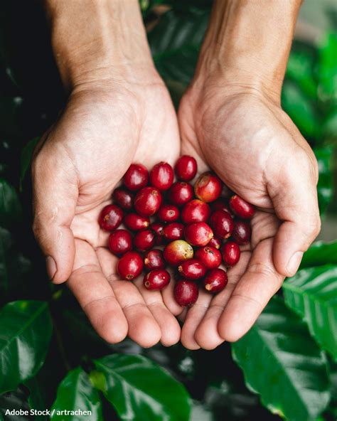 Coffee Extinct Climate Change