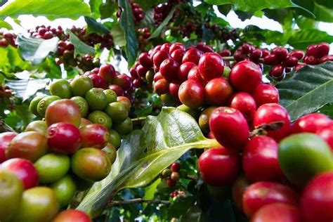 coffee farm entry fees