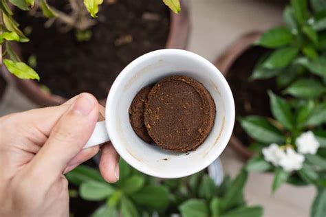 Coffee For Fertilizing Plants