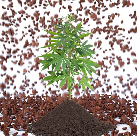Coffee Grounds For Growing Weed