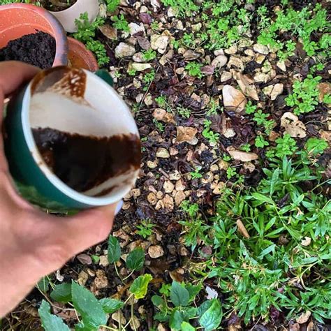 Coffee Grounds For Roses