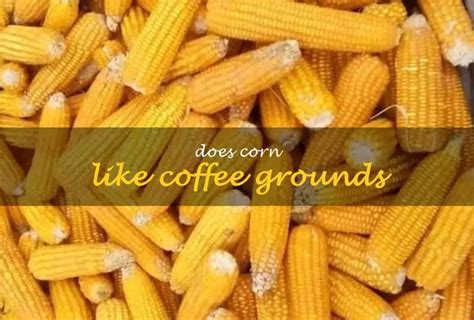 Coffee Grounds Growing Corn