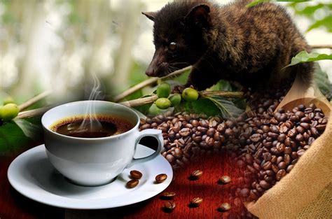 coffee in bali indonesia