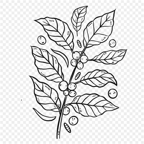 coffee leaves drawing