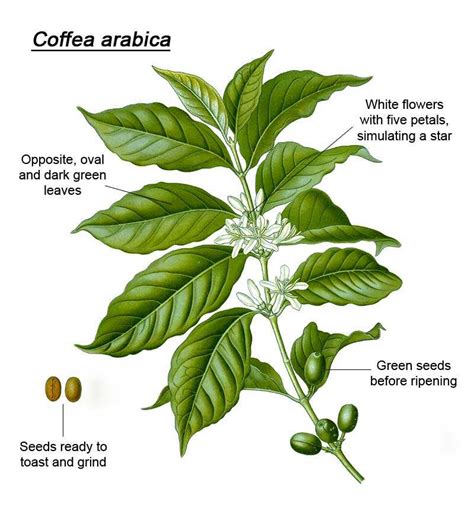 Coffee Plant Description