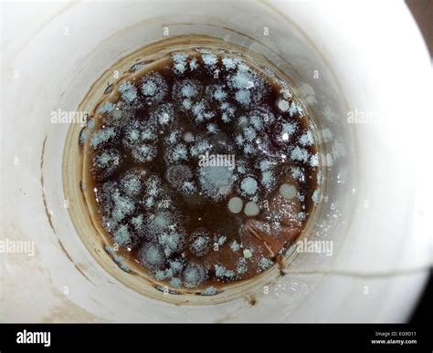 Coffee Pot Growing Mold