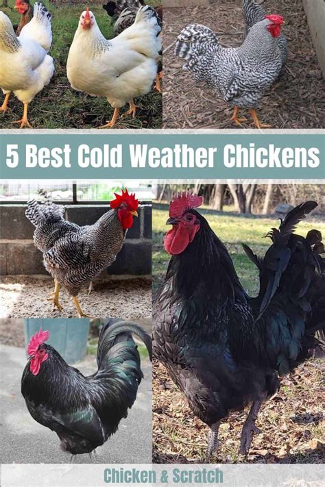 cold climate chicken breeds