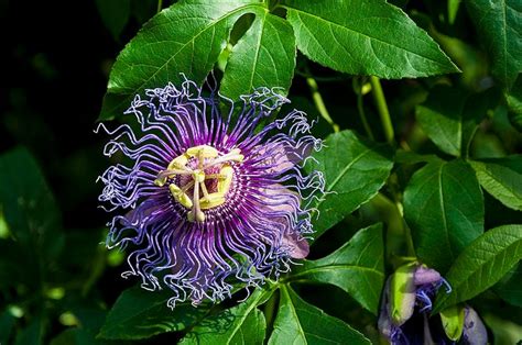 cold hardy passion fruit plant