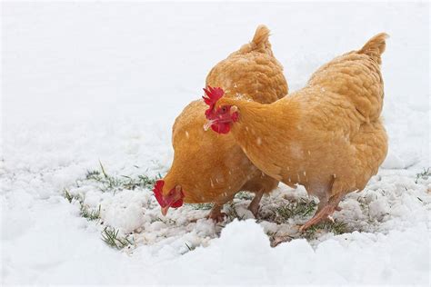 cold weather chicken breeds