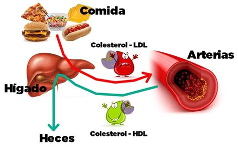 colesterol alto causas