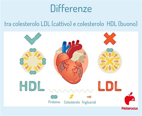 colesterolo ldl 155