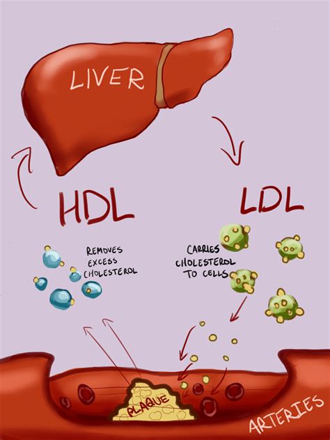 colesterolo ldl e hdl