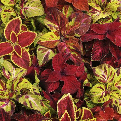 How to Successfully Grow Coleus from Seed