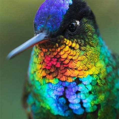 Gros Plan sur le Colibri et sa Fascinante Palette de Couleurs