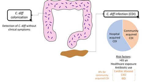 Understanding and Managing Colitis C Diff Infection: Causes, Symptoms, and Effective Treatments