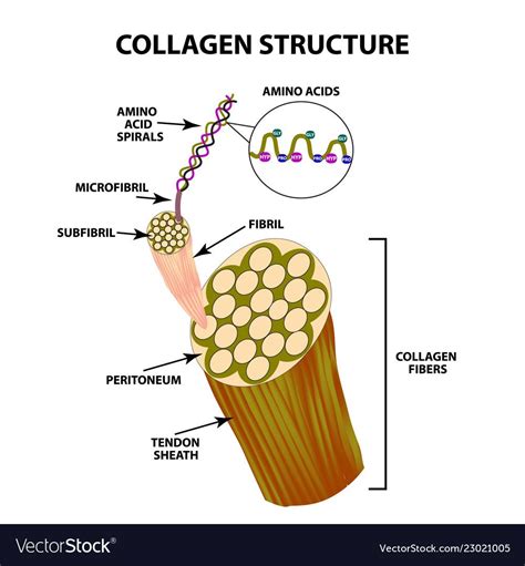 collagen fibers definition