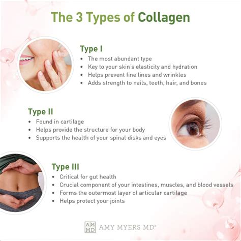 Collagen Type 1 Et 3