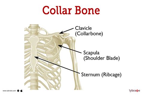 collarbone meaning in tamil
