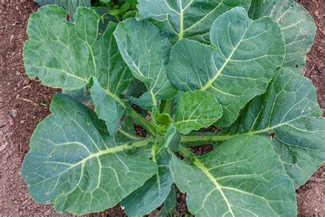 Collard Greens Identification