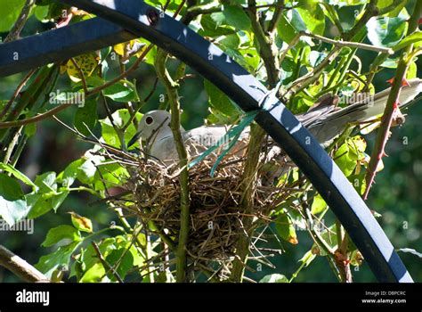 Collared Dove Abandoned Nest