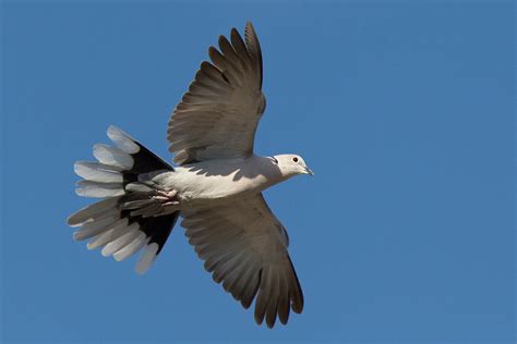 Collared Dove In Flight