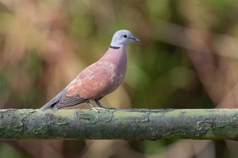 Collared Dove Rare