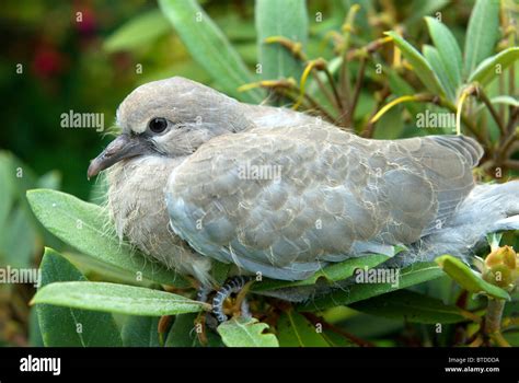 Collared Dove Uk Fledgling