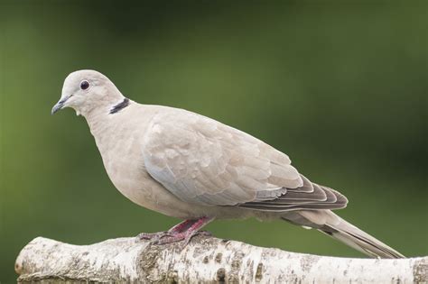 Collared Dove Unwell