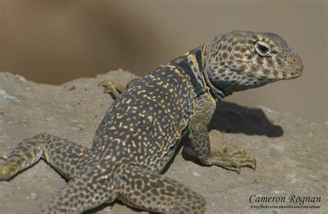 Collared Lizard Desert