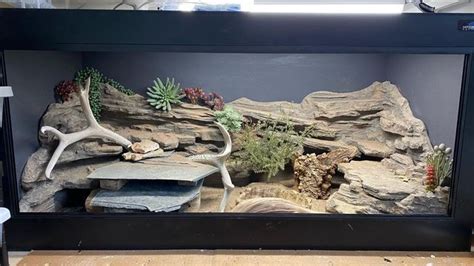 Collared Lizard Habitat Setup
