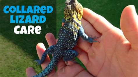 Collared Lizard Handling