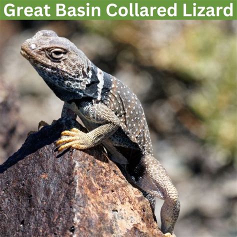 Collared Lizard Idaho