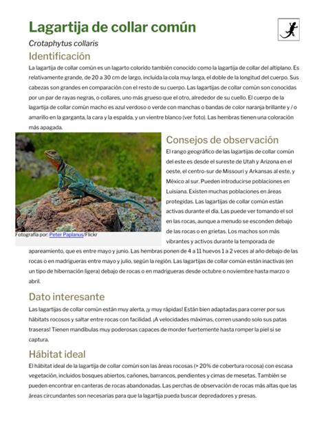 Collared Lizard In Spanish