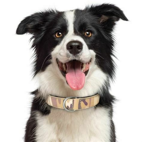 Collars For Collies