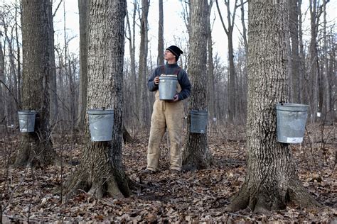 collecting sap from maple trees