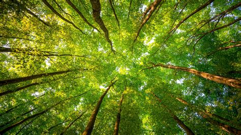 Collection of Tree Wallpapers
