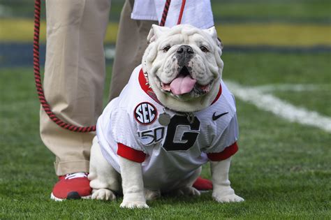 college football georgia bulldogs news