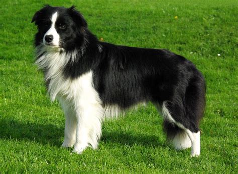 collie black and white