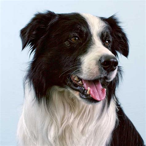 collie breed of dog