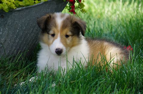 collie puppies for sale in ohio