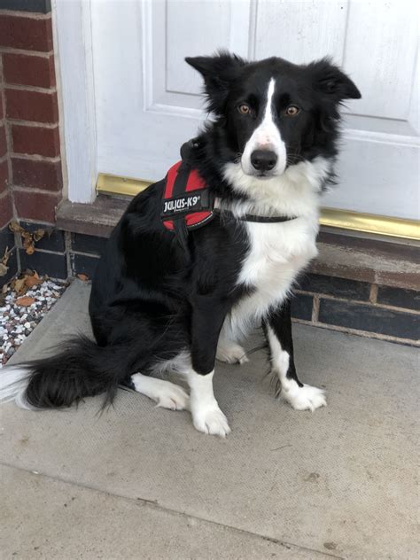 collie rescue dogs for adoption