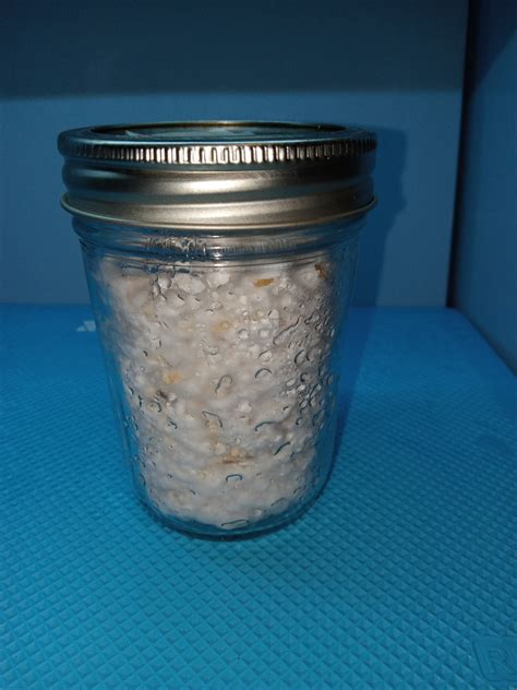 Fully colonized brown rice grain spawn, ready for use