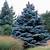 color blue spruce