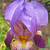 color con iris