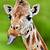 color of a giraffe's tongue