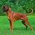 color of boxer dogs