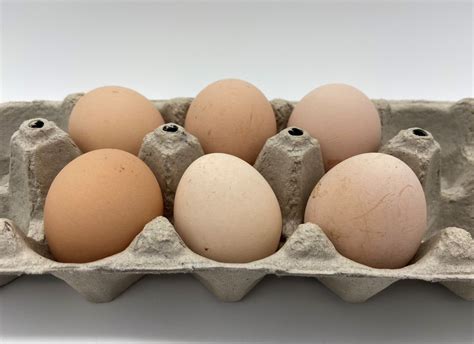 English Chocolate Cuckoo Orpington Chickens and Hatching Eggs for Sale