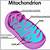 color of mitochondria