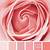 color palette rose